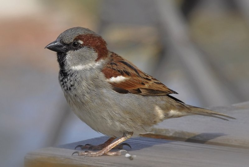 I'll start with this small baby! (f on the left, m on the right!They are pretty common everywhere and I had a lot next to my elementary school so I'm fond of them. It's a type of sparrow called house sparrow! They are small (around 16 cm)! They are very sociable birds!