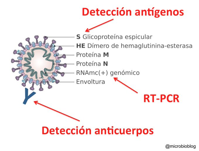 Redi_andes's tweet photo. #30SEP20||@Redi_andes. Es importante aplicar pruebas rápidas para detectar la presencia del SARS-CoV-2.
El tamizaje serológico permite filtrar y reducir el tamaño de la población a evaluar con la PCR. La prueba rápida identifica pacientes posiblemente positivos a la infección. https://t.co/75GQQ4hv8X