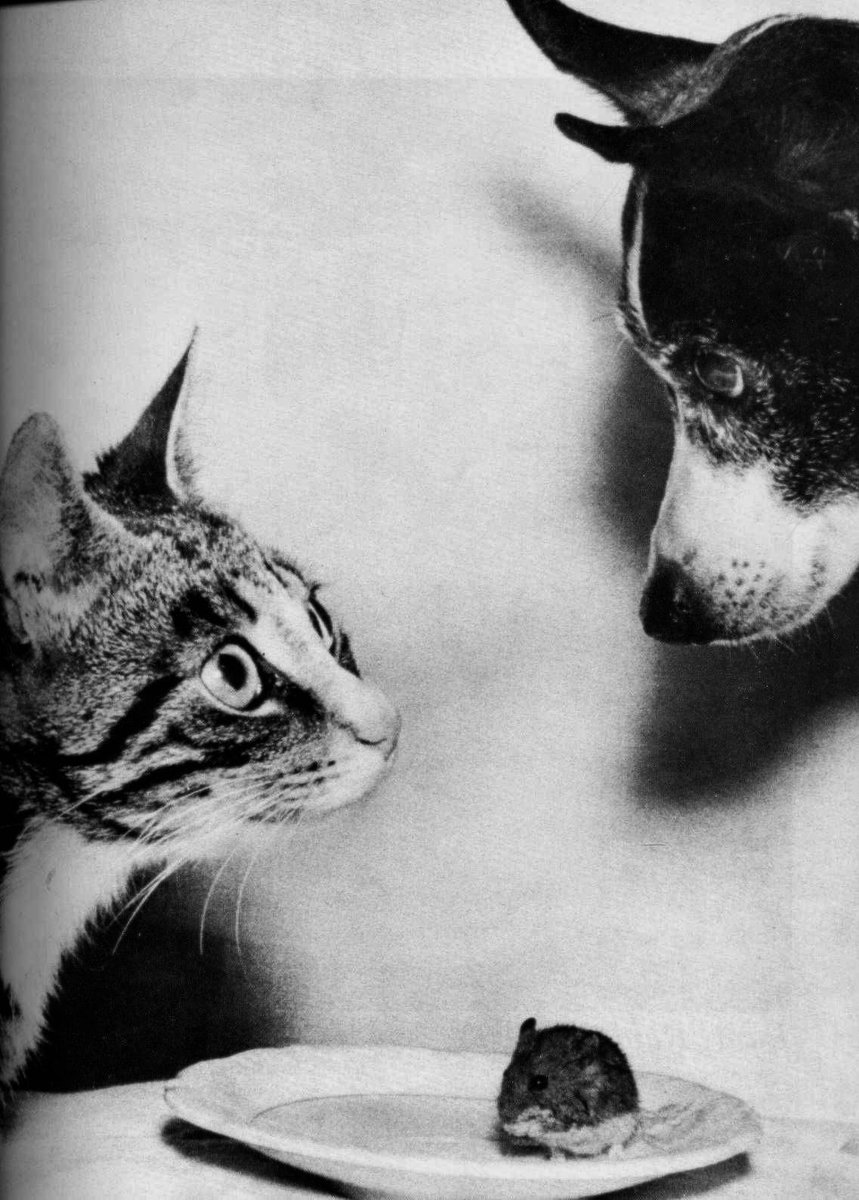 mariagraziaraciti tweet media