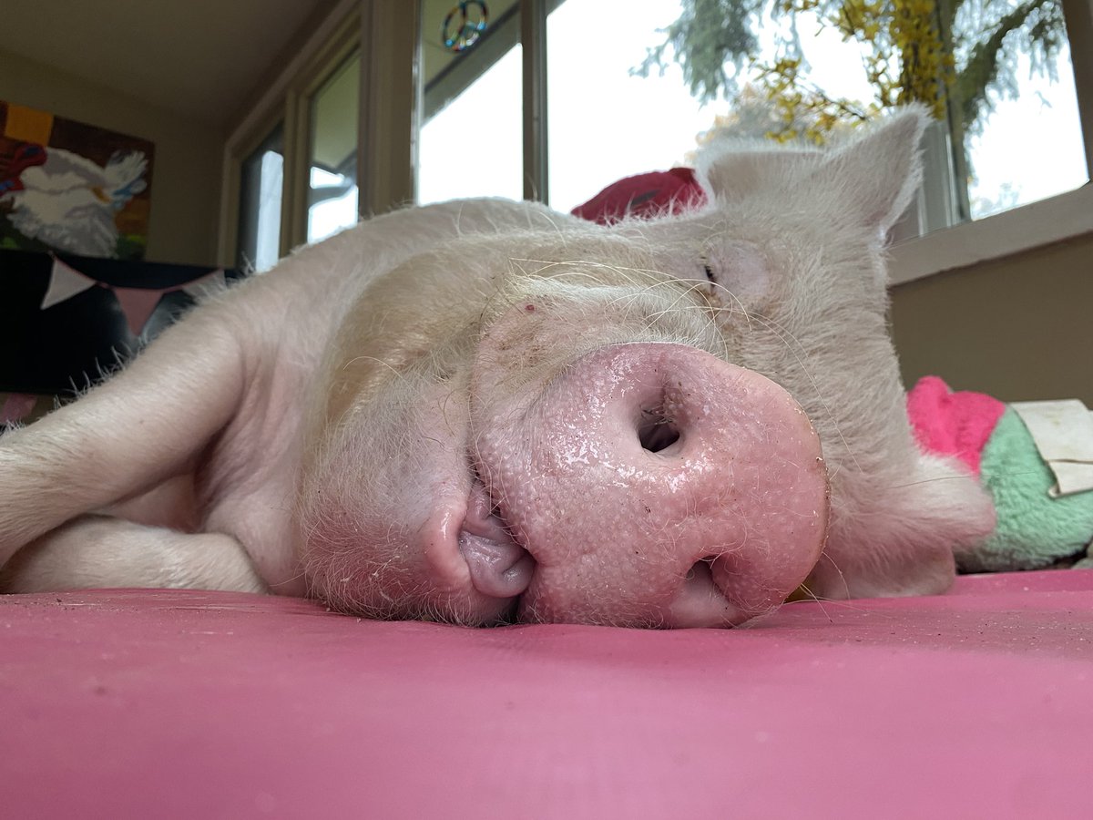 EstherThePig's tweet image. I was just about to go for an afternoon run, but it started raining. #MaybeNextTime