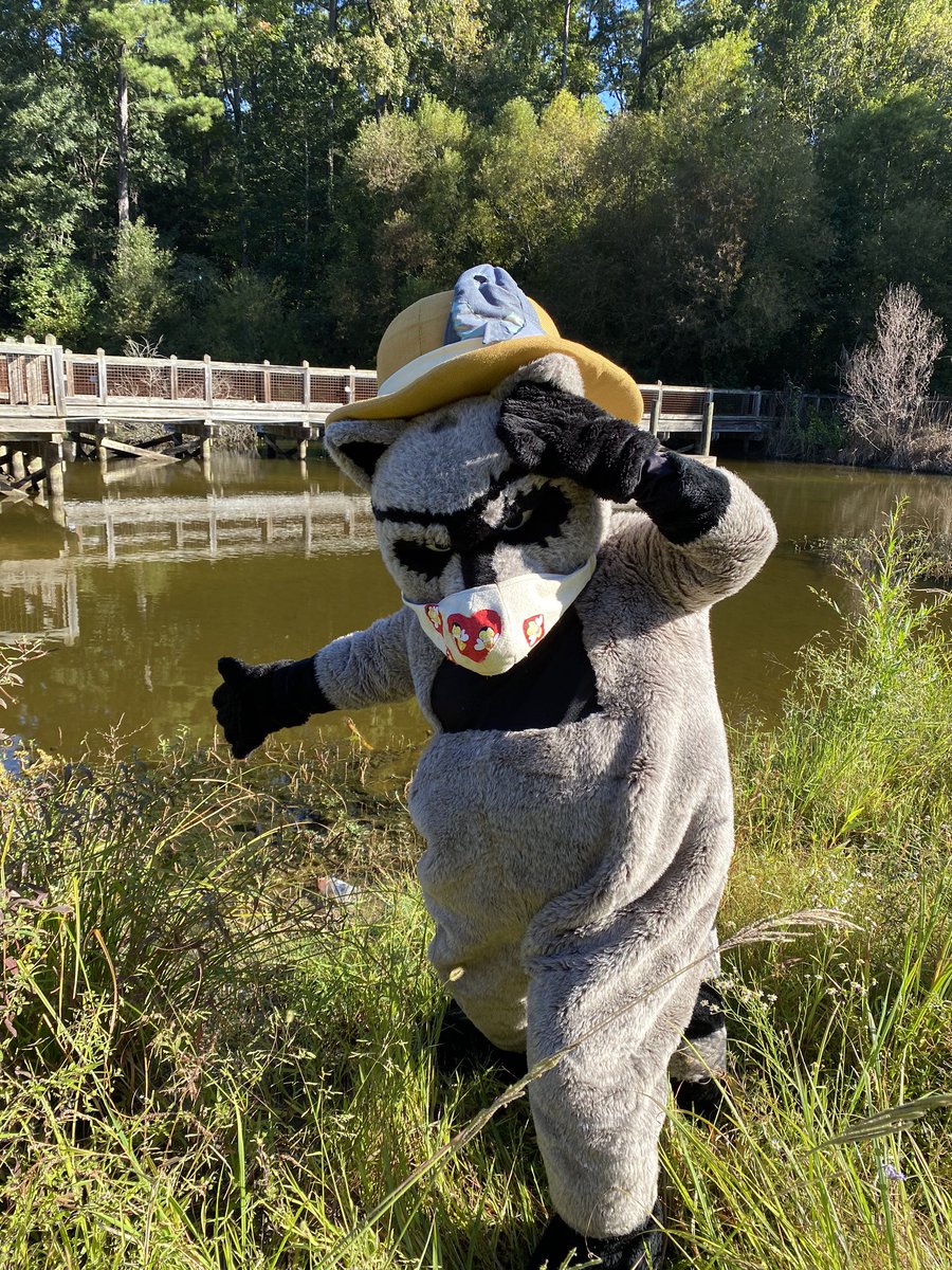 SaludaShoalsSC's tweet photo. Saluda Rudy is ready for Backyard Saturday - Raccoon Day! He was in the Wetland looking for crayfish and frogs - for lunch! Learn more on Sat. (10/3) 1-3pm at Leo's Landing Playground. #saludashoalspark #saludashoalsfoundation #colatoday #columbiasc #backyardsaturday #raccoons https://t.co/6qdoNA1Ejm