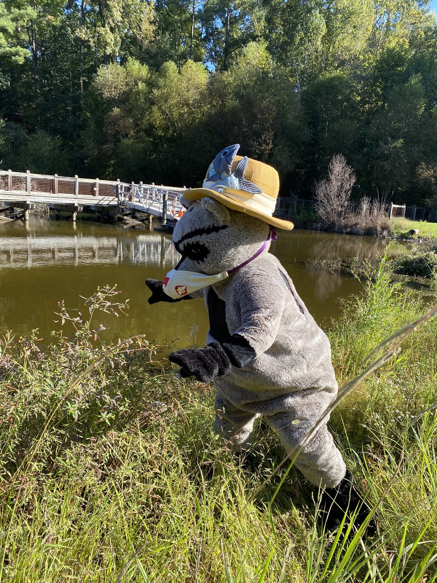 SaludaShoalsSC's tweet photo. Saluda Rudy is ready for Backyard Saturday - Raccoon Day! He was in the Wetland looking for crayfish and frogs - for lunch! Learn more on Sat. (10/3) 1-3pm at Leo's Landing Playground. #saludashoalspark #saludashoalsfoundation #colatoday #columbiasc #backyardsaturday #raccoons https://t.co/6qdoNA1Ejm