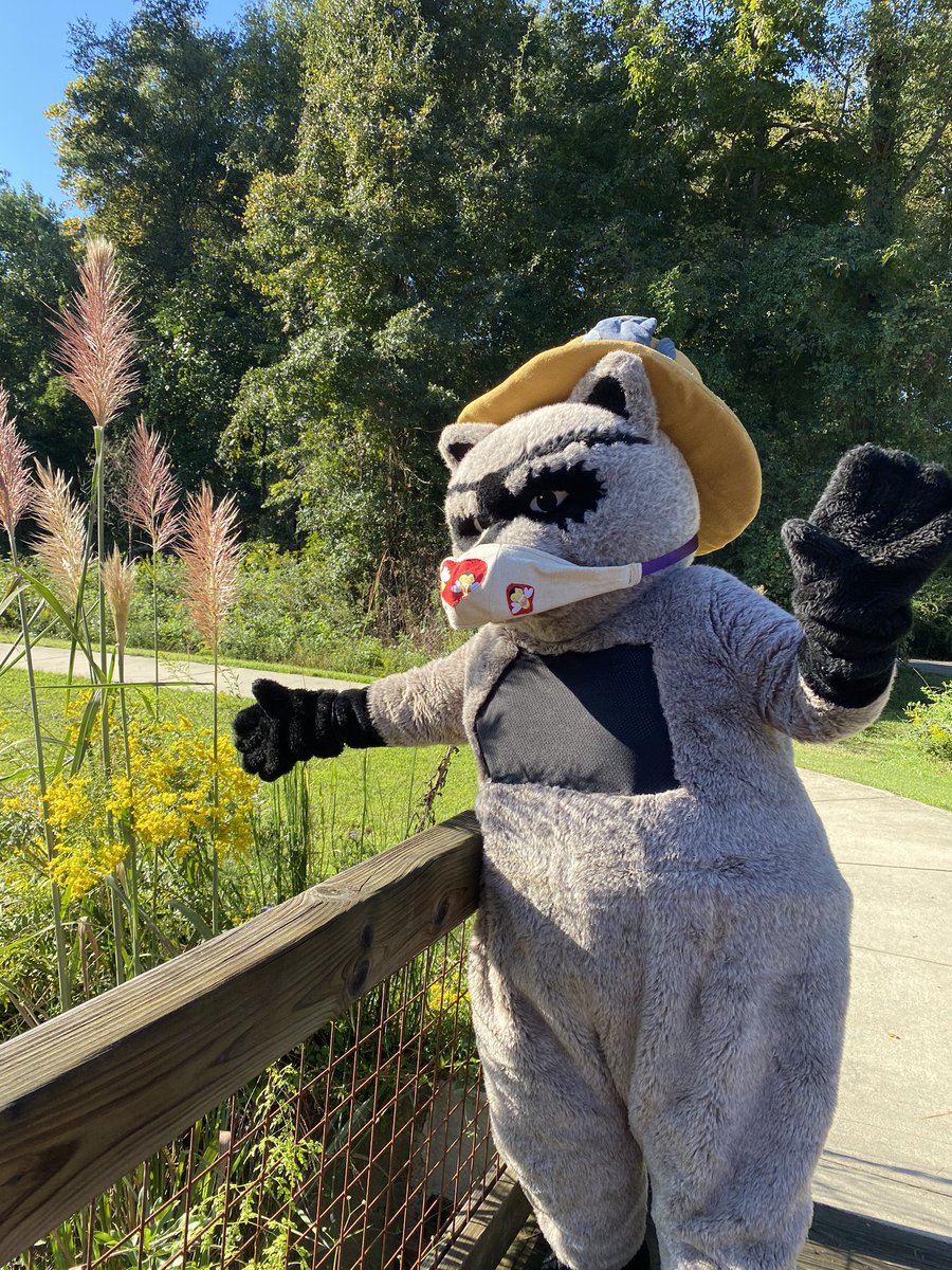 SaludaShoalsSC's tweet photo. Saluda Rudy is ready for Backyard Saturday - Raccoon Day! He was in the Wetland looking for crayfish and frogs - for lunch! Learn more on Sat. (10/3) 1-3pm at Leo's Landing Playground. #saludashoalspark #saludashoalsfoundation #colatoday #columbiasc #backyardsaturday #raccoons https://t.co/6qdoNA1Ejm