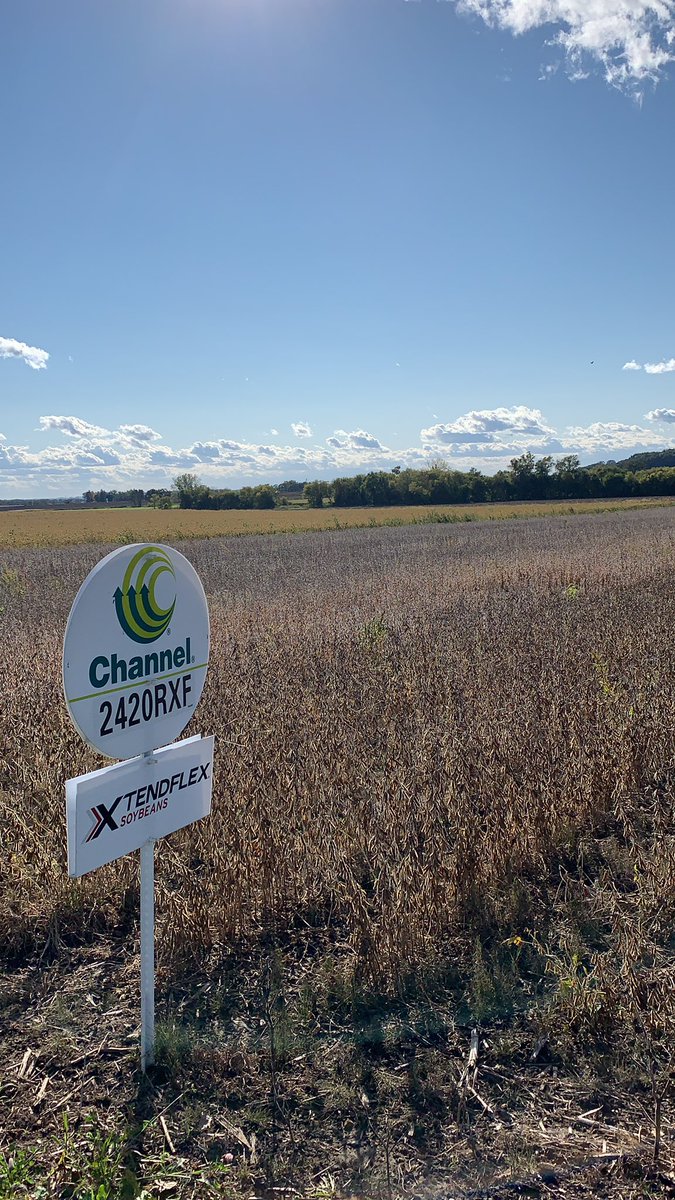 Taking a look at our newly approved 2420RXF soybeans. Looking like a plot winner! #XtendFlex