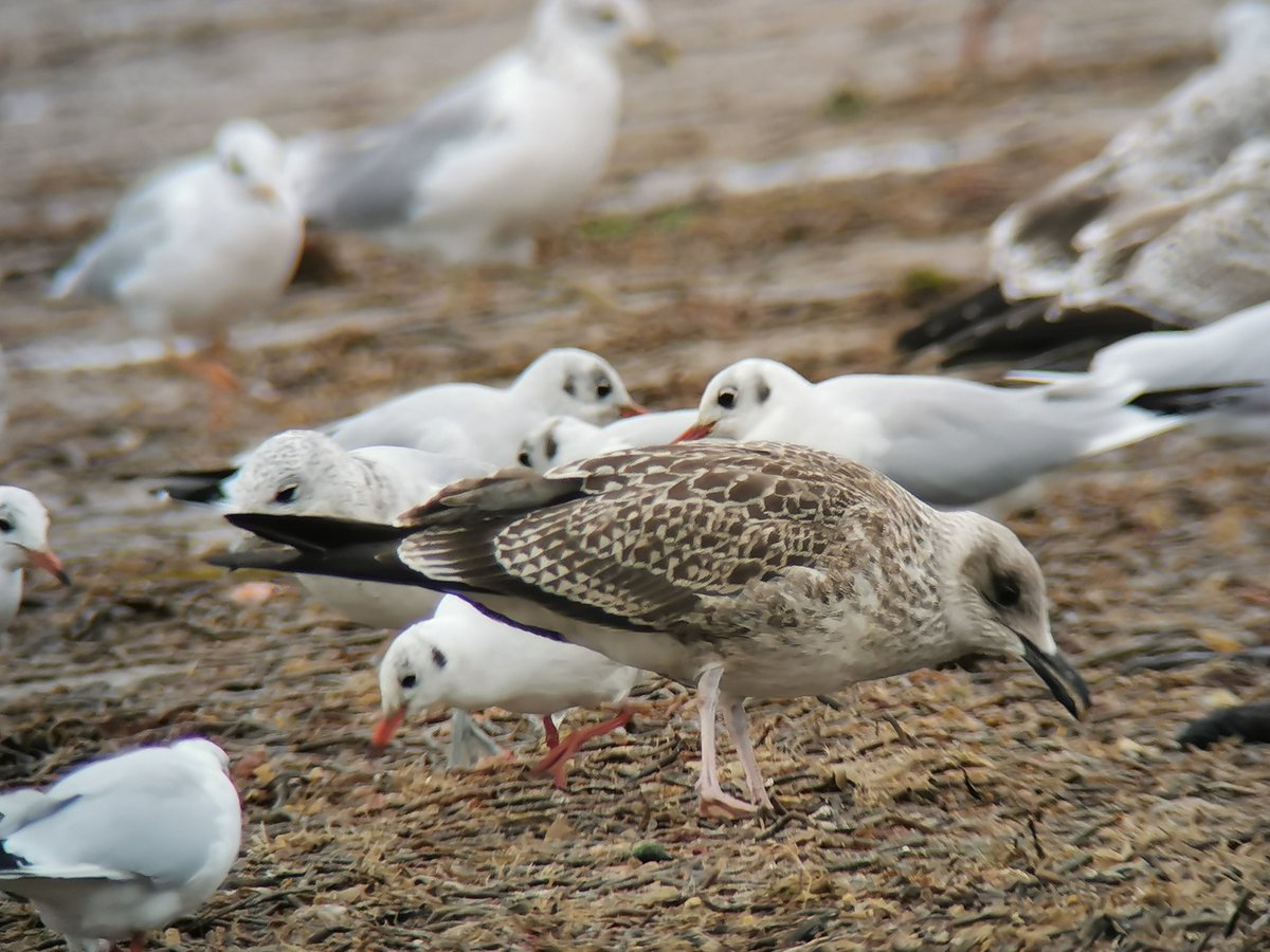Vaasetter's tweet photo. So many images of this striking juvenile gull at @RSPBTitchwell this afternoon. These try to show its rather slender appearance, a look reminiscent of cachinnans at times & a vibe that was, to me, far removed from graellsii LBB.
#fuscus https://t.co/FGuhW8shXk