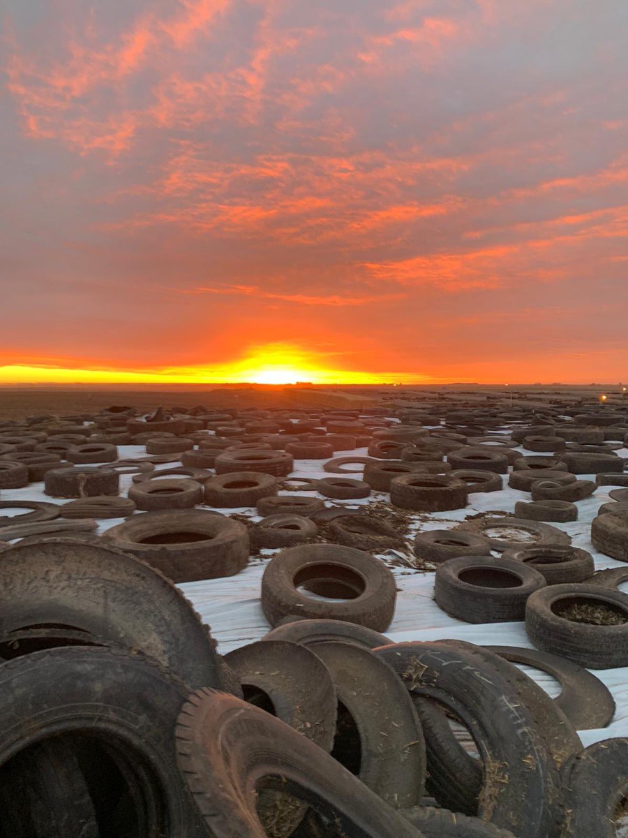LeightonKolk's tweet photo. The whole crew showed up to get an early start covering the silage pile and God sent this great big light to help us see what we’re doing. God is great. So is our crew. #crackofdawn #cornsilage #prideseed https://t.co/ZWe1UrWrkL
