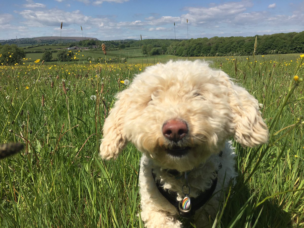 Pickle here! Just a woof to remind you that even though you might be in lockdown, you can still travel to Cardiff for your Audiology appointments! If that makes your tail twitch,you have SMS &amp; email confirmations of your appointments should you be stopped by the border Pawtrol.