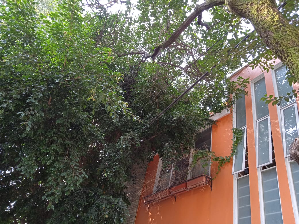 Ayuda <a href="/CFE_Contigo/">CFE_Contigo</a>  poda urgente  Winsconsin entre Eje 5 y Kansas La CFE, con mi recibo de luz. Quedó  reporte M 2233001740.  <a href="/AccionesBJ/">Acciones BJ</a>  <a href="/Claudiashein/">Claudia Sheinbaum Pardo</a>  <a href="/ANALILIA2007/">ANA</a>  <a href="/ccampnap17/">Ampliación Nápoles</a>  <a href="/AbelardoLAngles/">Abelardo L Angles Ch</a> <a href="/lauraeor05/">Laura Ordóñez </a>  <a href="/NegraRossi/">Susana Rossi</a>  <a href="/LaNapolesCdMx/">La Nápoles CdMx</a> <a href="/comejen2/">comejen2</a>