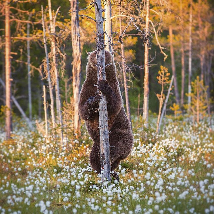 This bear is ready for the special forces, because it CANNOT BE SEEN AT ALL.