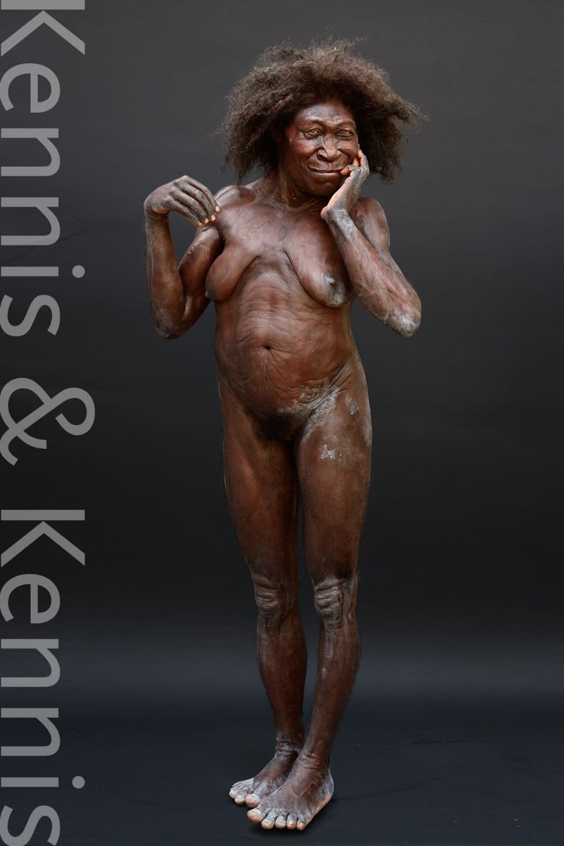 At <a href="/museumnaturalis/">Naturalis Biodiversity Center</a> you can see this #homoerectus during #naturalis200 in #Leiden #kenniskennis kenniskennis.com