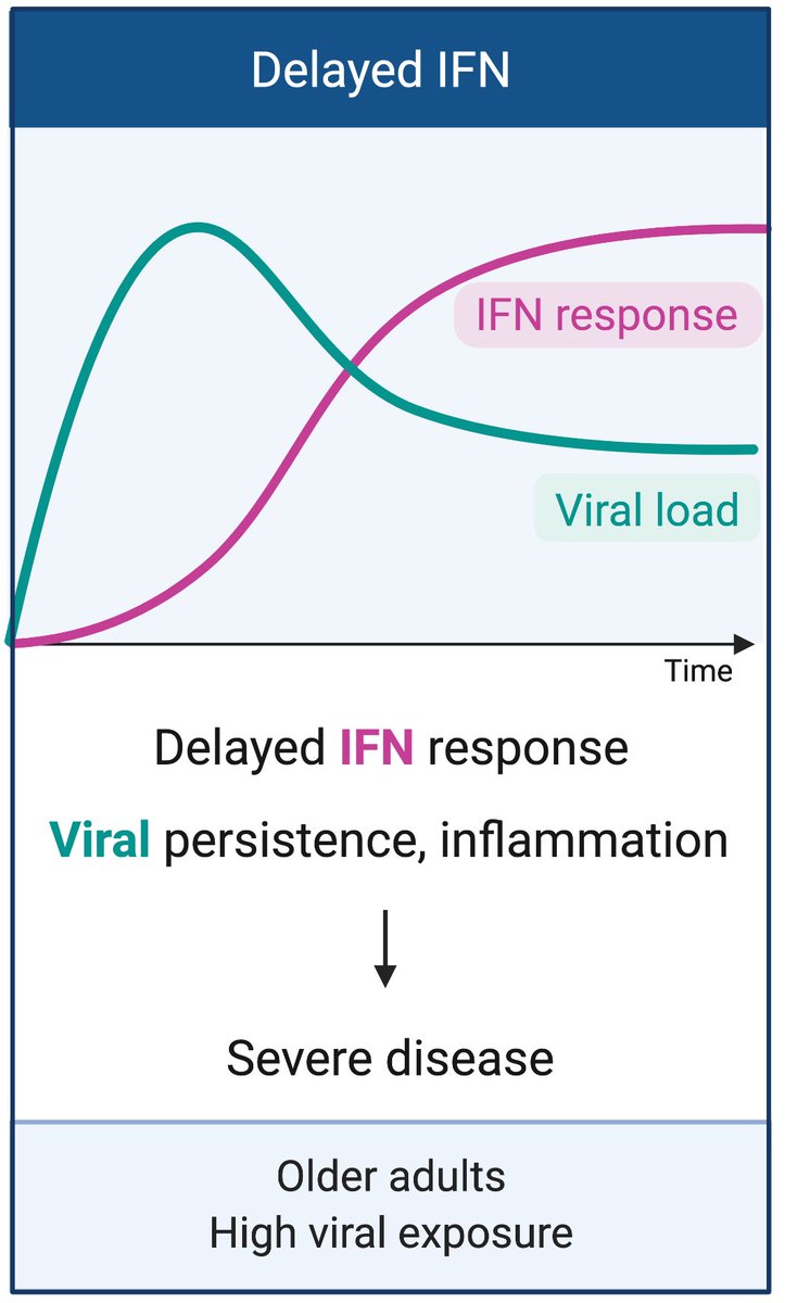 In older adults or after high dose viral exposure, impaired IFN response early during infection results in enhanced viral replication, and prolonged levels of IFN-I and IFN-III responses that could result in pathological consequences and severe disease. (3/n)