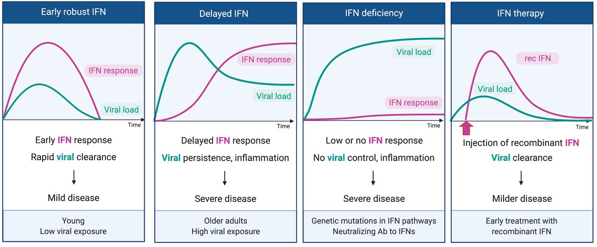 Are you confused about the role of type I interferons (IFN) in  #SARS_CoV_2 infection? Here is my speculation on what makes IFN-I helpful vs. harmful in  #COVID19 patients - it comes down to timing and dose. A short thread.All figures made by  @BioRender &  @annsea_park (1/n)