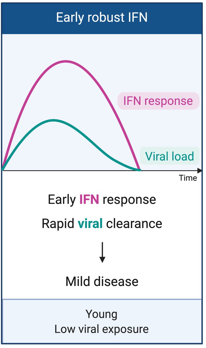 In the best case scenario, a rapid and robust induction of IFN-I should result in viral control and mild disease. This may happen in young people, or with low viral exposure settings. For a discussion we wrote, please read this.(2/n) https://www.cell.com/cell-host-microbe/pdf/S1931-3128(20)30290-0.pdf