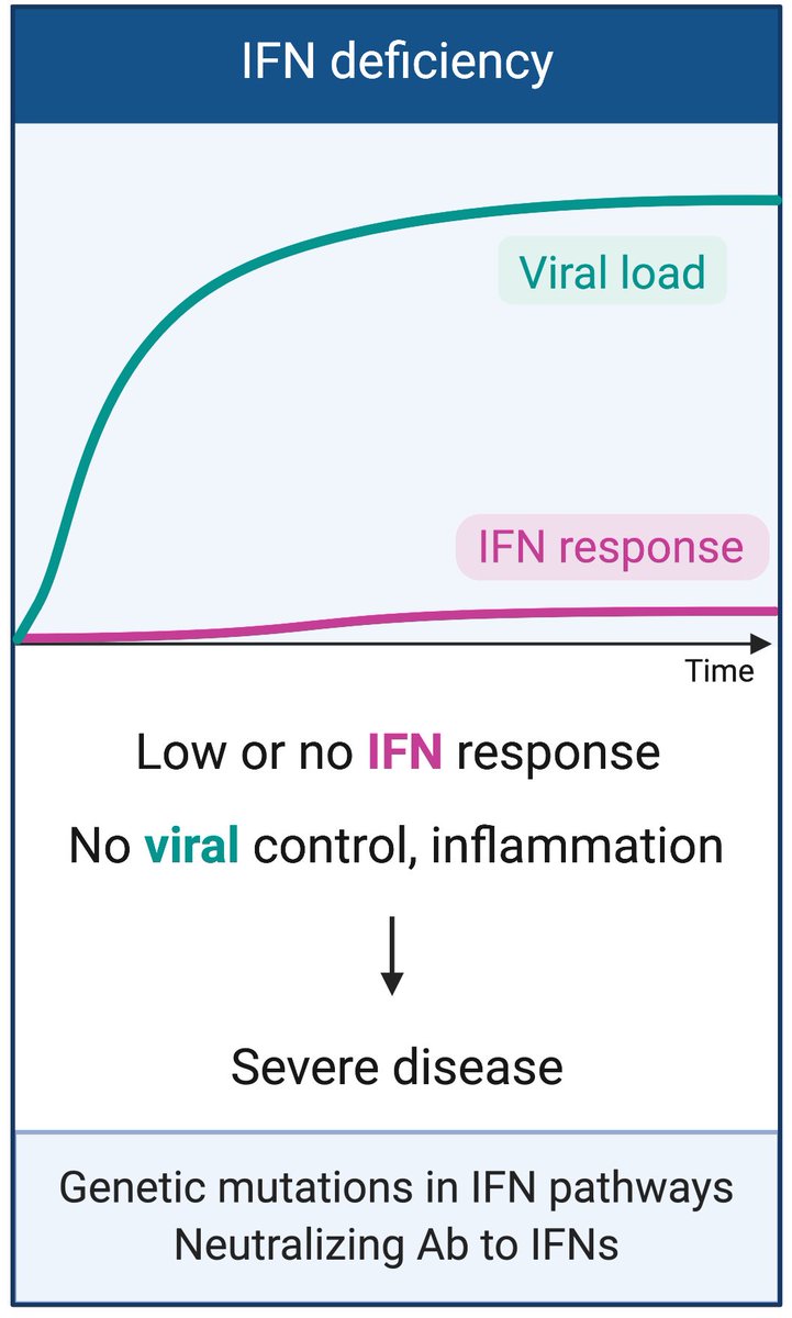 In the setting of host genetic mutations in viral sensors, signaling molecules, adaptors, transcription factors; or in older people with neutralizing antibodies to IFN-I, little to no IFN-I is available. Uncontrolled virus replication can lead to very severe COVID-19. (6/n)
