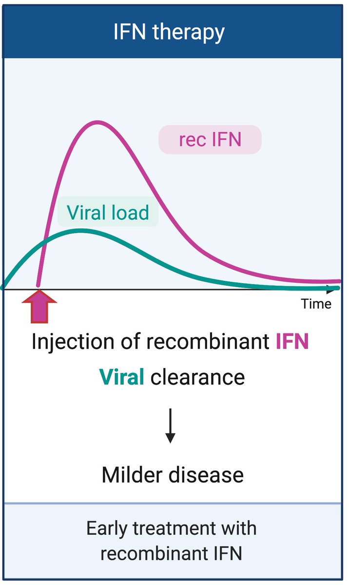 Finally, recombinant IFN therapy, especially given early during infection, can shut down viral replication and promote recovery. Further, prophylactic treatment with rIFN might be useful in high risk groups. (8/n)