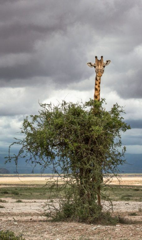 If you squint really really hard, you STILL won't be able to tell there's a giraffe hiding in this picture