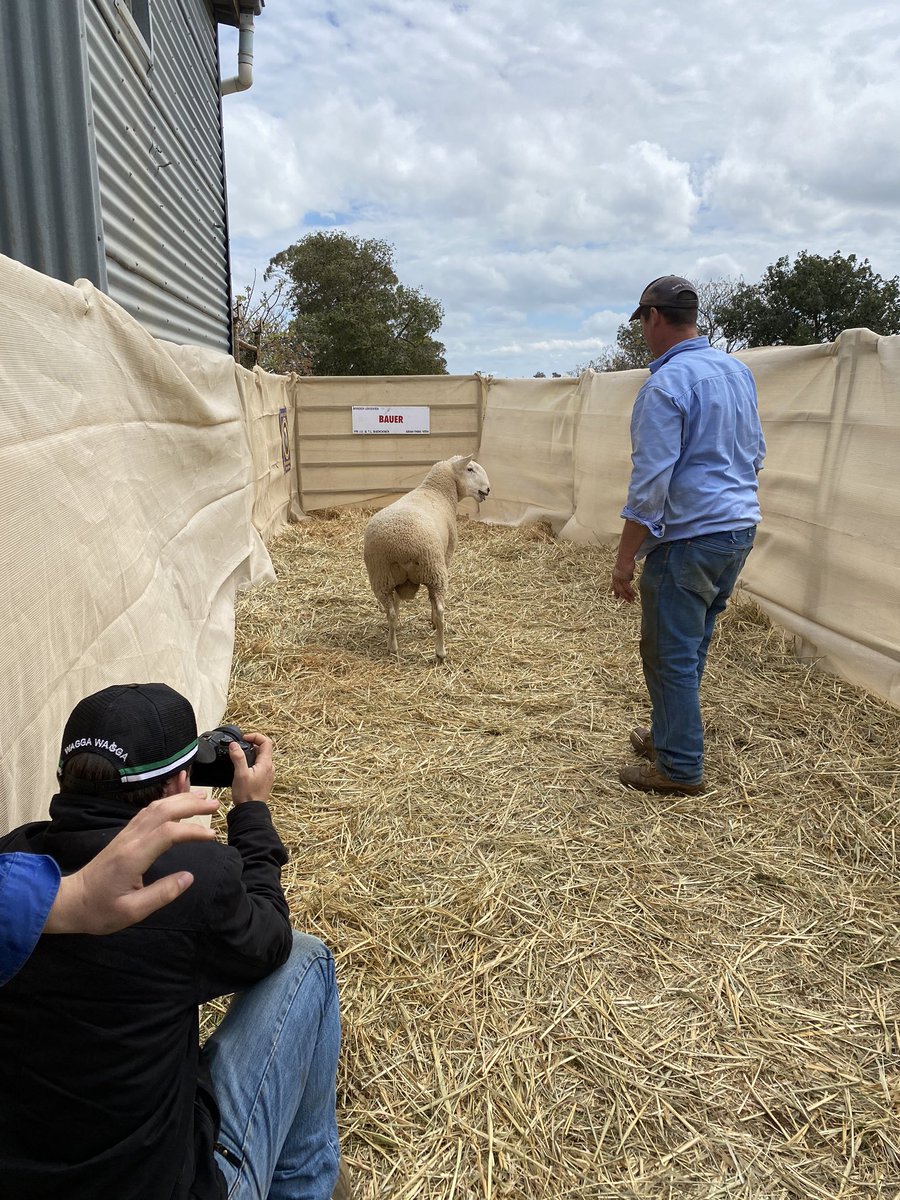 All hands on deck yesterday videoing all 100 rams for our sale on Auctionsplus on Tuesday