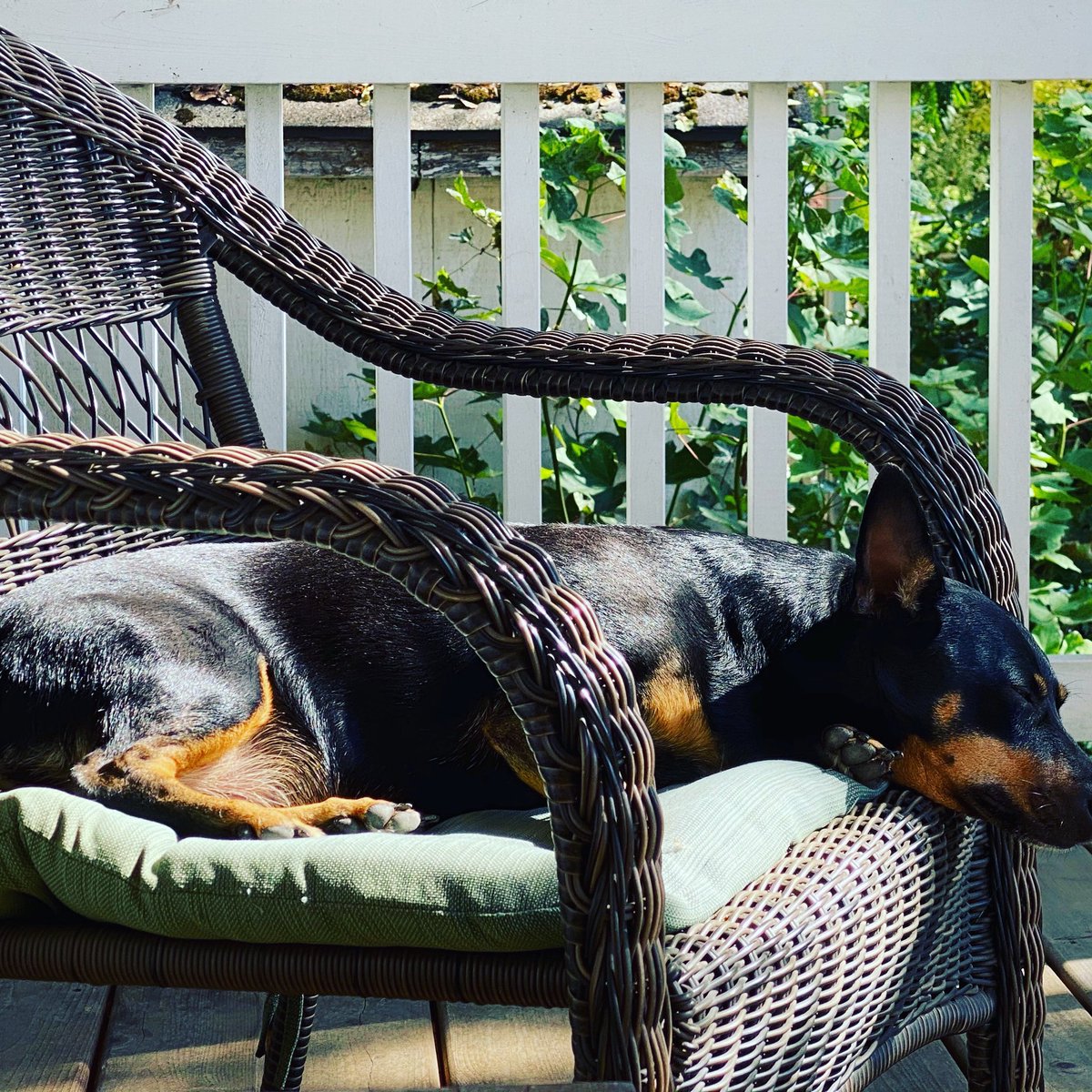 fetchroasters's tweet photo. Happy Wednesday everyone! If youโre feeling like this guy, a nice cup of coffee will perk you right up. #coffee #pdxcoffee #adoptdontshop #shelterdog #oregonhumanesociety #afternooncoffee #sunnyafternoon https://t.co/YRta99d2EC