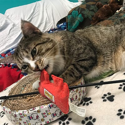 FamousFido1's tweet photo. Meet Spirit, a friendly cat who needs a fur-ever home. He gets overlooked at our rescue since he's the shy one in the room, but if make room in your heart for him, you will have a forever family member.
https://t.co/LBT4YwGKtw
#cats #animalrescue #cutecats #tabby #CatsOfTwitter https://t.co/fqf9S5Sncx