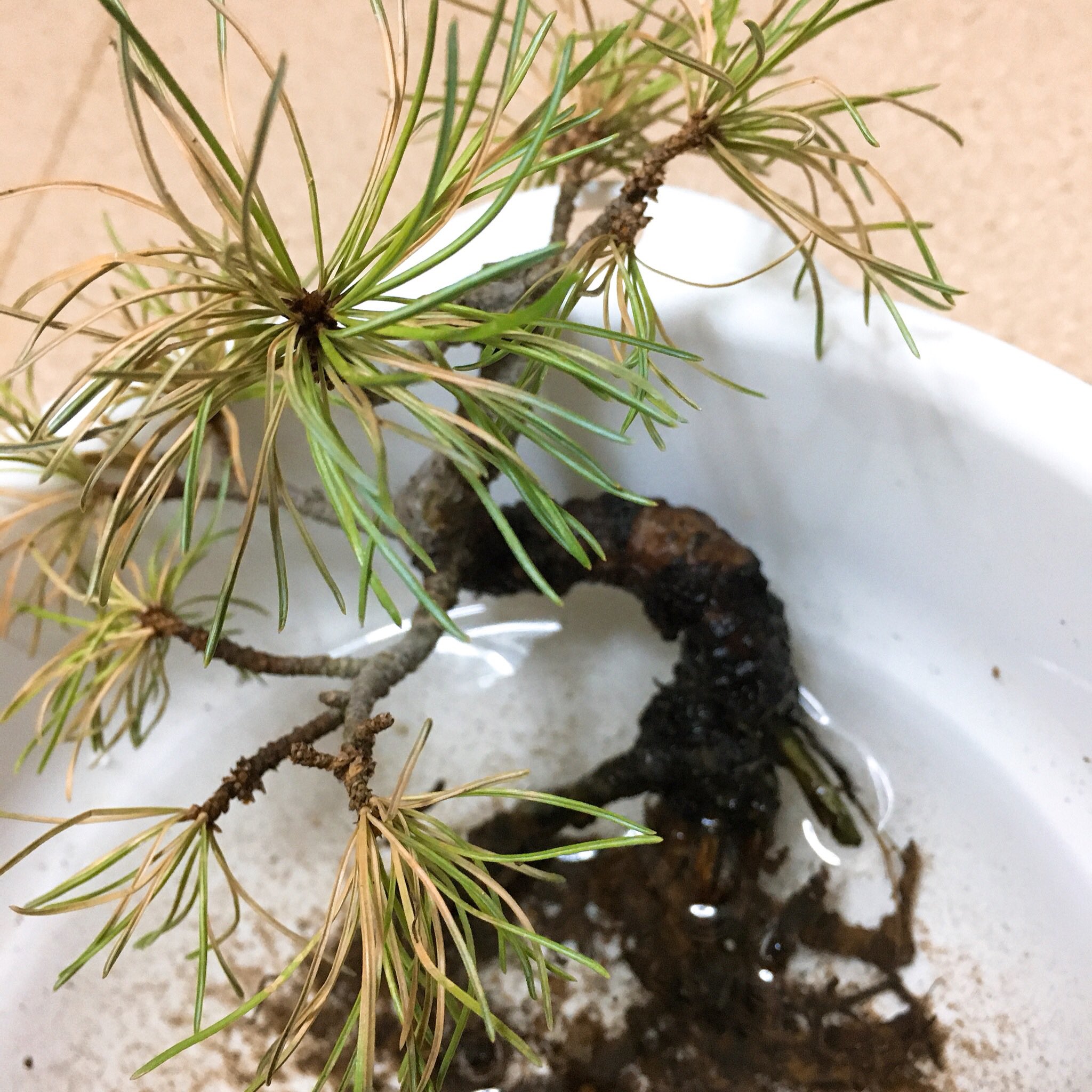 きよわか 五葉松の調子が悪い 根腐れ てか 根が無い 過保護に水をやり過ぎたのか 盆栽難しい 盆栽 Bonsai T Co Emzvj2quwc Twitter きよわか 五葉松の調子が悪い 根腐れ てか 根が無い 過保護に水をやり過ぎたのか 盆栽難しい 盆栽 Bonsai T Co Emzvj2quwc Twitter