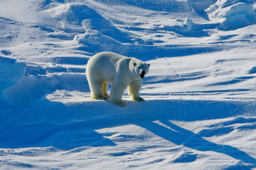 Report: Interior suppressing study showing danger to polar bears from Arctic drilling. Via <a href="/bjlefebvre/">Ben Lefebvre</a> bit.ly/2ESpfmw