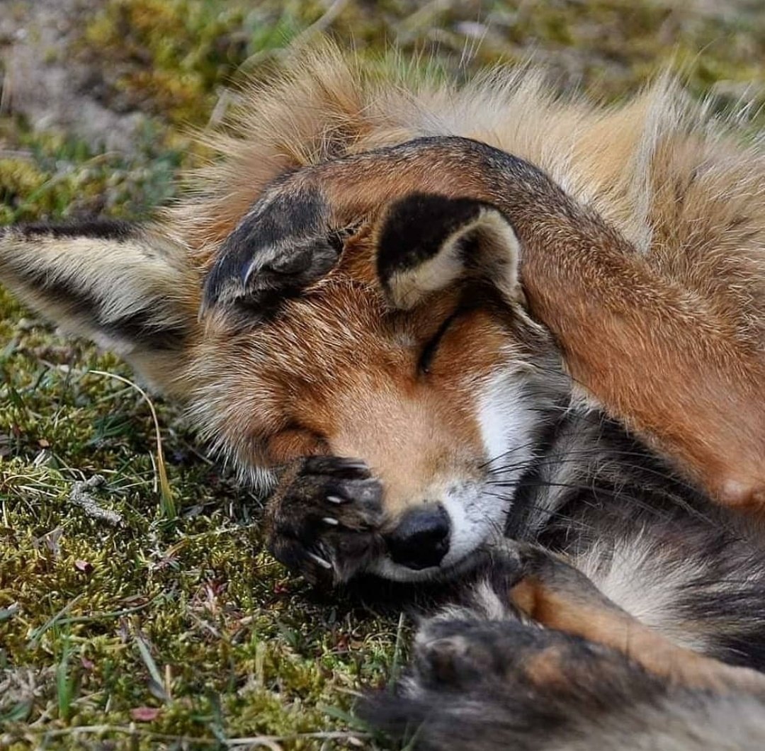 The daily Fox tweet media