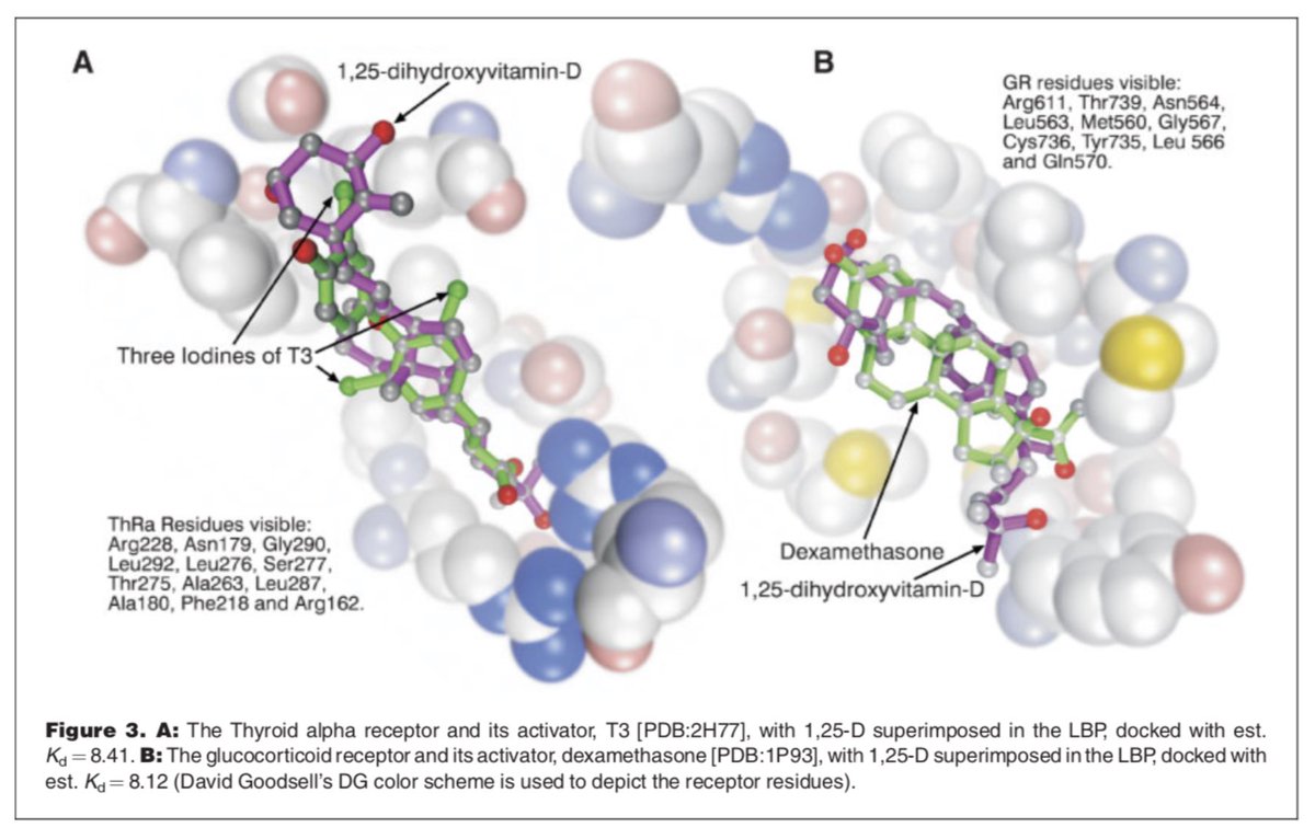 9/ In fact, our modeling data suggests that 1,25-D (D3) can bind into the glucocorticoid nuclear receptor with a similar affinity to dexamethasone:  https://onlinelibrary.wiley.com/doi/abs/10.1002/bies.20708