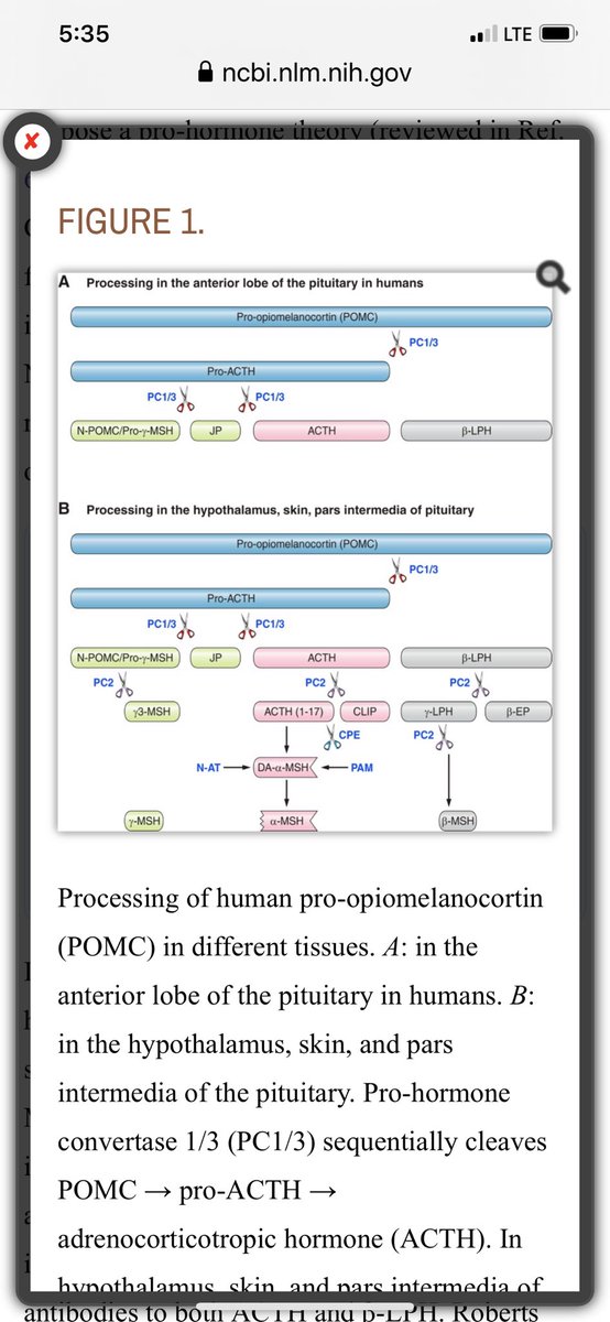 sjacobm321's tweet photo. Sun exposure on the eyes and skin induces POMC, a massively important pro hormone to ACTH, a-MSH, b-endorphin, and b-MSH. Want to eat less, lose weight, become UV tolerant and tan, more pain tolerant, find energy balance, and be less stressed? Make more POMC from Sun exposure!! https://t.co/tgNjph4GAp