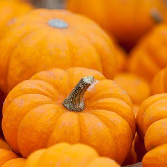 317main's tweet image. Yarmouth Farmers Market Thursday October 1st 3-6pm. Mama Mo's is back and Chris &amp;amp; Ted play on the porch 4-5pm conta.cc/33jHquN