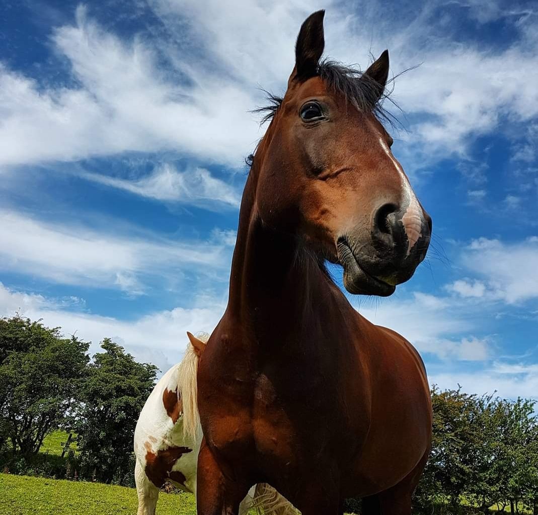 worm_egg's tweet image. Whitehill egg worm count lab lancashire #parasite #horseworming #horses #faecaleggcount #ponies #equestrians #equinescience #veterinaryscience #horseriding #ponyclub #dressage #showjumping #equine