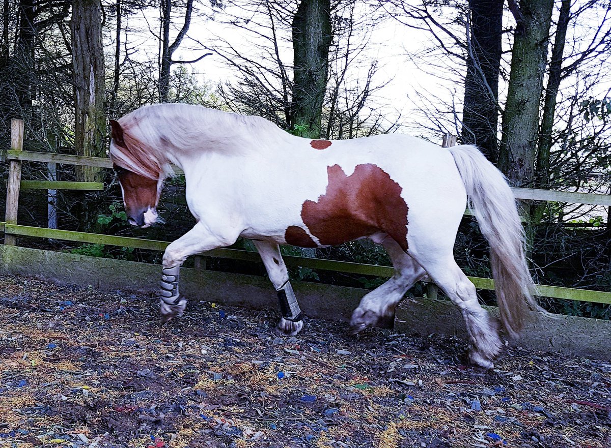 worm_egg's tweet image. Whitehill egg worm count lab lancashire #parasite #horseworming #horses #faecaleggcount #ponies #equestrians #equinescience #veterinaryscience #horseriding #ponyclub #dressage #showjumping #equine