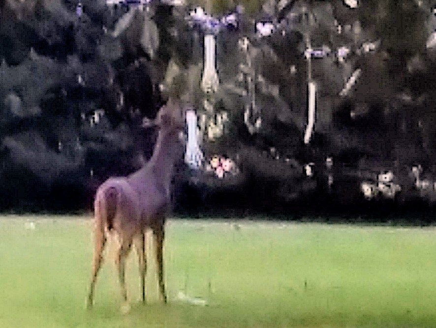 On the way to the dollar store I saw 3 does in the yard. One of them was chewing magnolia leaves in such a way that a skeleton arm was smacking her in the head; she didn't care.