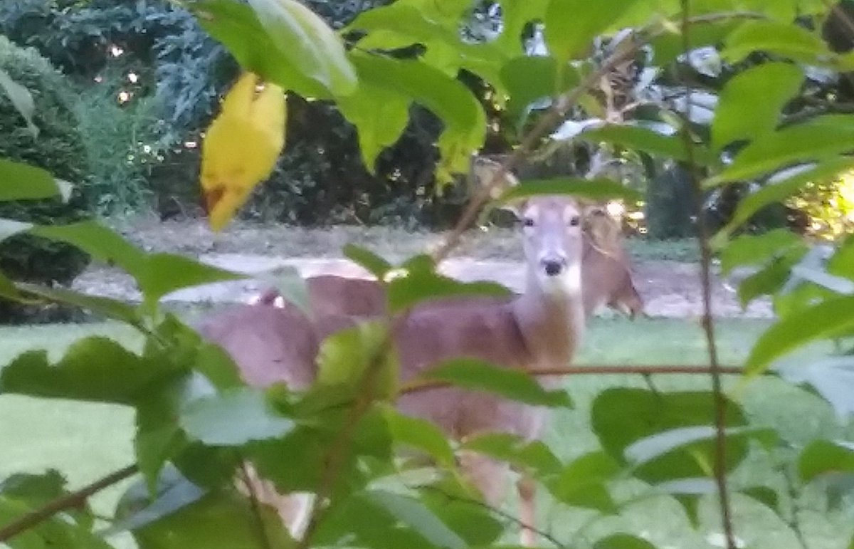 On the way to the dollar store I saw 3 does in the yard. One of them was chewing magnolia leaves in such a way that a skeleton arm was smacking her in the head; she didn't care.