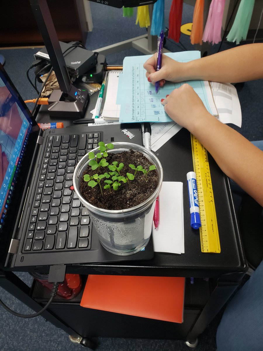 MsLordScience's tweet photo. Between @fastplants and terrariums, 4th and 5th grade science at @KirkElementary is coming to life! @CFISDScience https://t.co/K5uUpeao4P