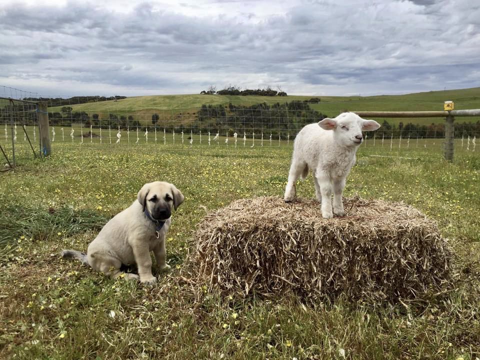 CallissClan's tweet photo. #Abla &amp; #TinyTim 2 years ago today 🥰 https://t.co/X1xmSYers2