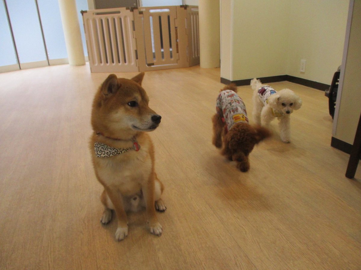 Lalahn2's tweet photo. みんな〜集合写真だって💦早くおいで🐶
え〜遊んでるところなのに💦しょうがないな〜🐶
パシャ📸
一昨日は柴くんとトイプー軍団が集まりました🌟la-lahn.jpl #alahn #ララン #ドッグスティール #犬の保育園 #ホテル #犬のお教室レッスン #犬のしつけ #犬のお散歩 #ドッグトレーナー #中野区 #集合写真 https://t.co/2ohiu96duf