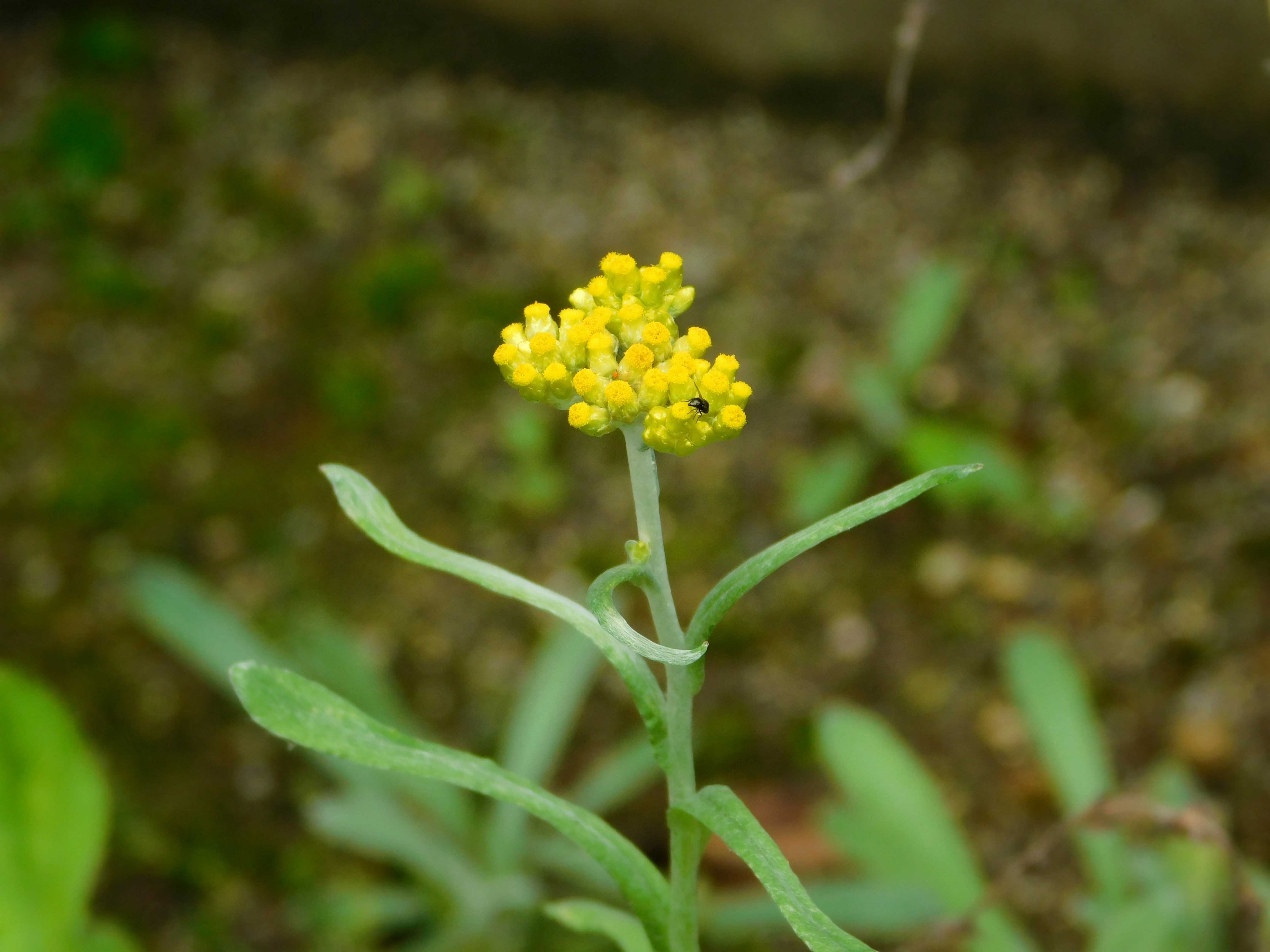 そら 75 おはようございます 平凡な一日でありますように 屁と頼母子は親から触れる 花言葉 いつも思う 春の七草だけど 今も咲いてる ハハコグサ 母子草 ゴギョウ 御形 T Co 4zbykt6dyx Twitter