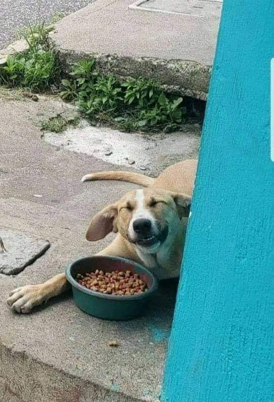 toscomaniaco's tweet photo. Trata a los perritos de la calle como si el tuyo se perdiera y no pudiera regresar a casa 🙏🙌🥺
#CuidenALosPerritos 🖤 ✨ https://t.co/qN92xoyVpW