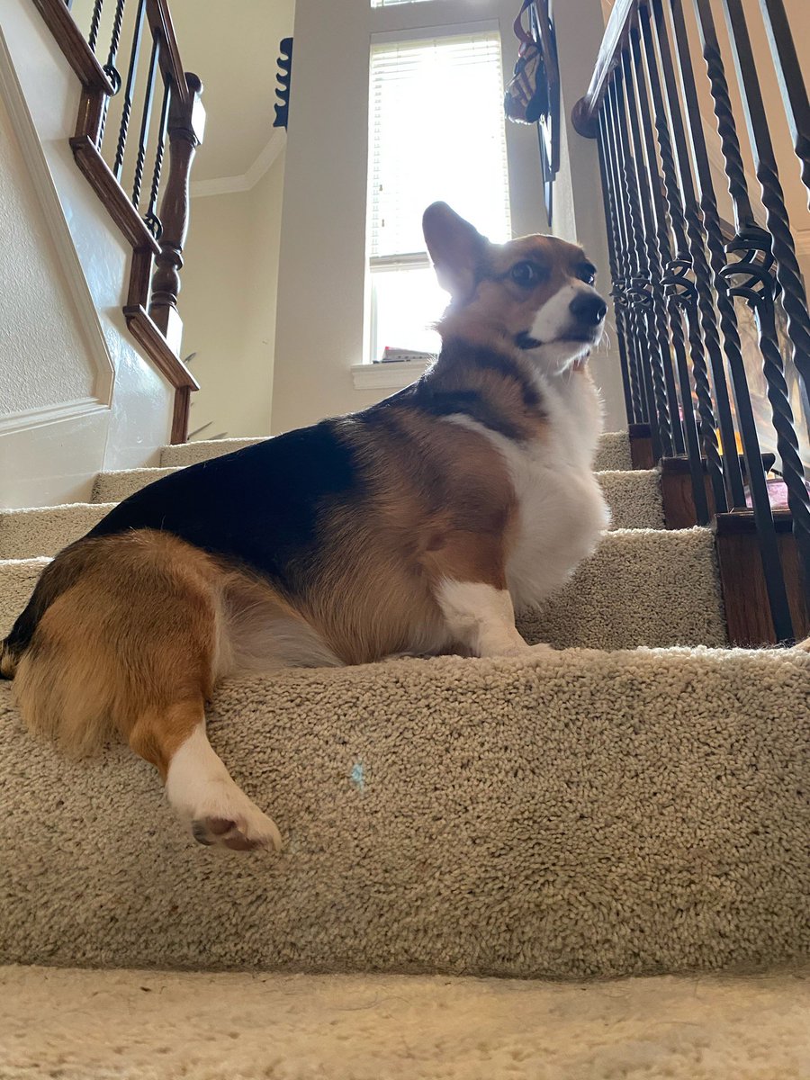 NeonGlitterBomb's tweet photo. Hi. We have a corgi. Her name is Eevee. https://t.co/iXXmXDHG5o