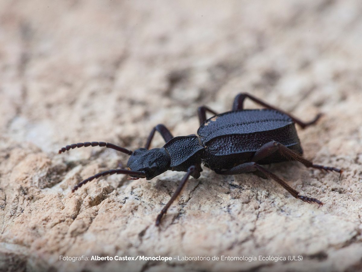 vripuserena's tweet photo. #DesiertoFloridoULS Hoy estamos en la Reserva Nacional La Chimba. ¡Temprano realizamos nuestro primer descubrimiento!🔍Nuestra nueva amiga, cuyo nombre científico es Psammetichus cekalovici, del orden Coleoptera y de la familia Tenebrionidae. @userena @LabEntEcol @ficr_rnlachimba https://t.co/DKgZBmpTf5