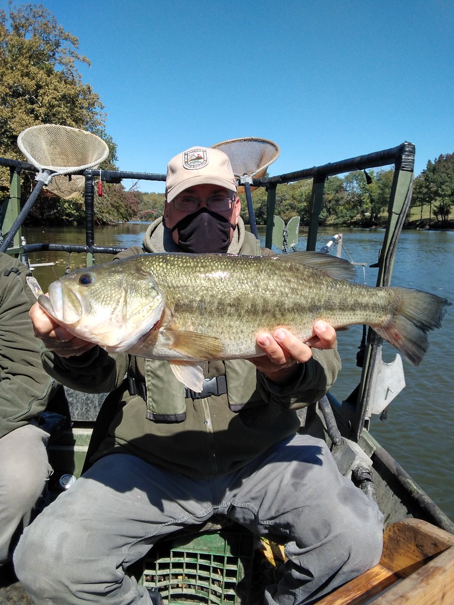 kyfisheriesc's tweet photo. Windy day sampling largemouth #bass at #Guist Creek #Lake in #Shelby Co. Water temp was in upper 60's. Saw good numbers of fish over 12" size limit. Bass were in excellent condition. Also saw a lot of #crappie and #catfish. https://t.co/rido71rhCN