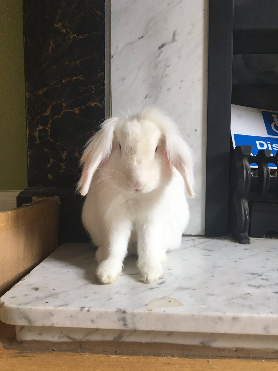Meet my rescue bunny, Eeyore 🥰