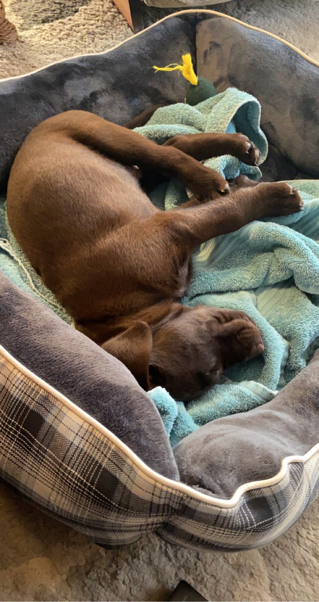 BisonBart's tweet photo. My new home is amazing! So far I’m impressing Mom &amp; Dad with my snoozle skills... #puppy #dogsoftwitter #puppylove https://t.co/0Y2TJuMTTB