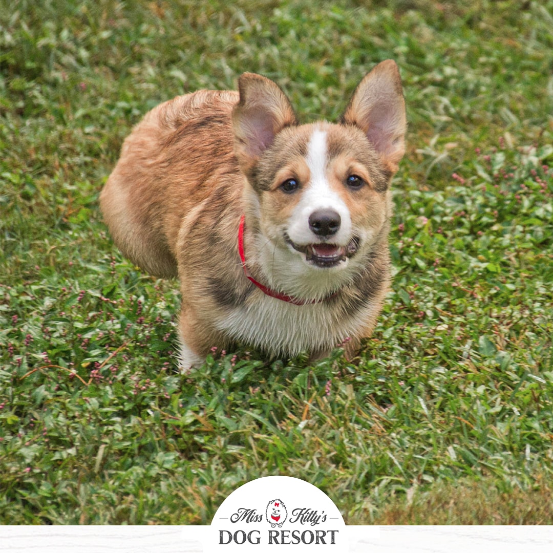 misskittysbb's tweet photo. Warning: I get cuter by the day! โค
#corgipuppy #misskittysdogresort
#staycation #dogboarding #corgi
#dogsofinstagram #puppers #puppy #dogsoftwitter
#dogstagram #dogsofinstaworld #a_dogsworld #dogsoftn #cutedog #happydog #dogsmiles https://t.co/Lgy7D5R8VY