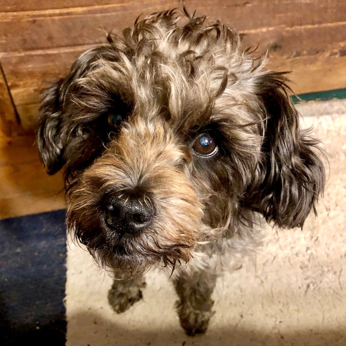 HappyPlaceGang's tweet image. DOGGIE GUILT TRIP - I’ve told Polly that Mom will be home in 5 days. Those brown eyes tell the story...I’m not Mom. Mom &amp;amp; I both get trips only mine is a guilt trip. We miss you Mom! 🐾♥️ #cutepuppy #cutedog #poozer #cutepets #schnoodle #puppyeyes #humpday #momstheworld⠀
- BDG