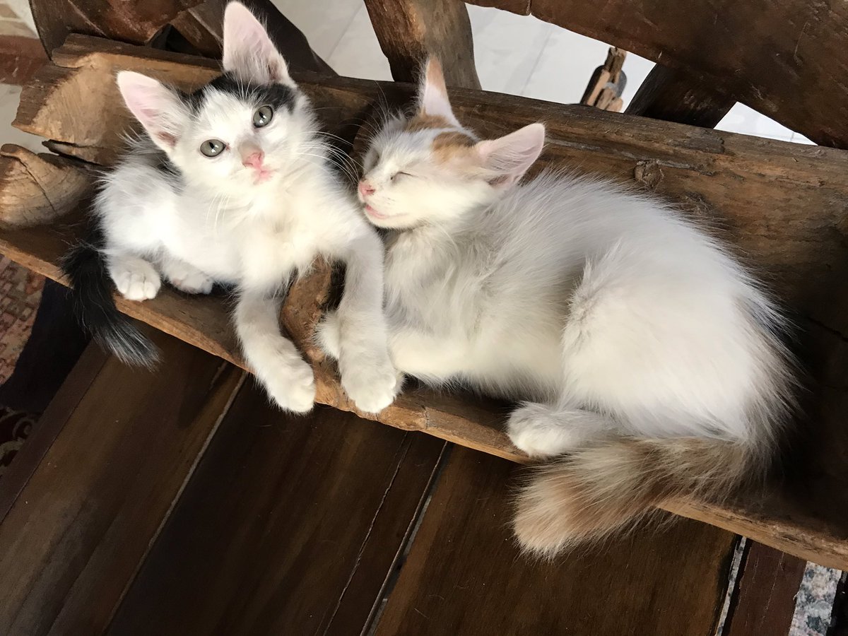 catstoadoptksa's tweet photo. https://t.co/pw8cdjaEvf