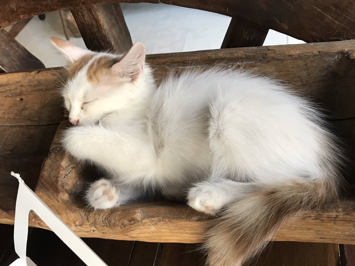 catstoadoptksa's tweet photo. https://t.co/pw8cdjaEvf