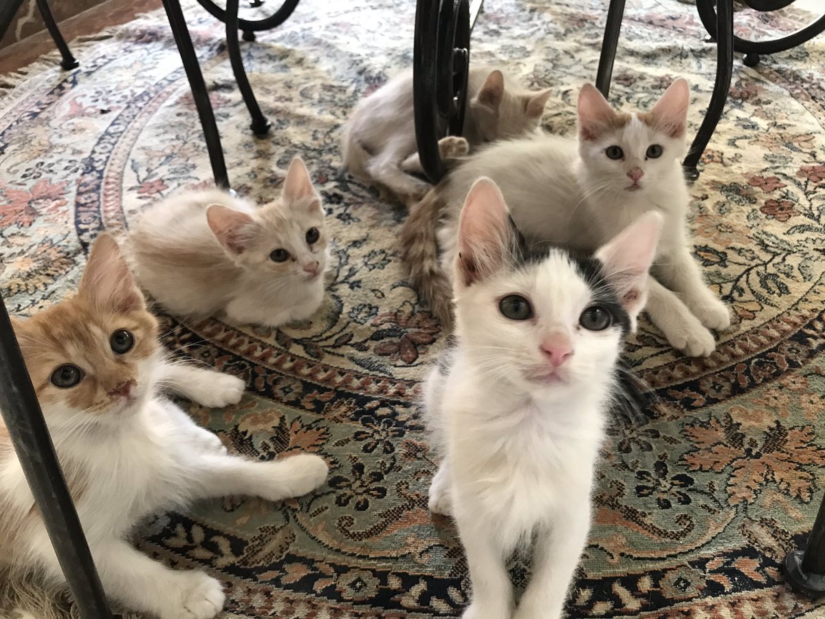 catstoadoptksa's tweet photo. https://t.co/pw8cdjaEvf