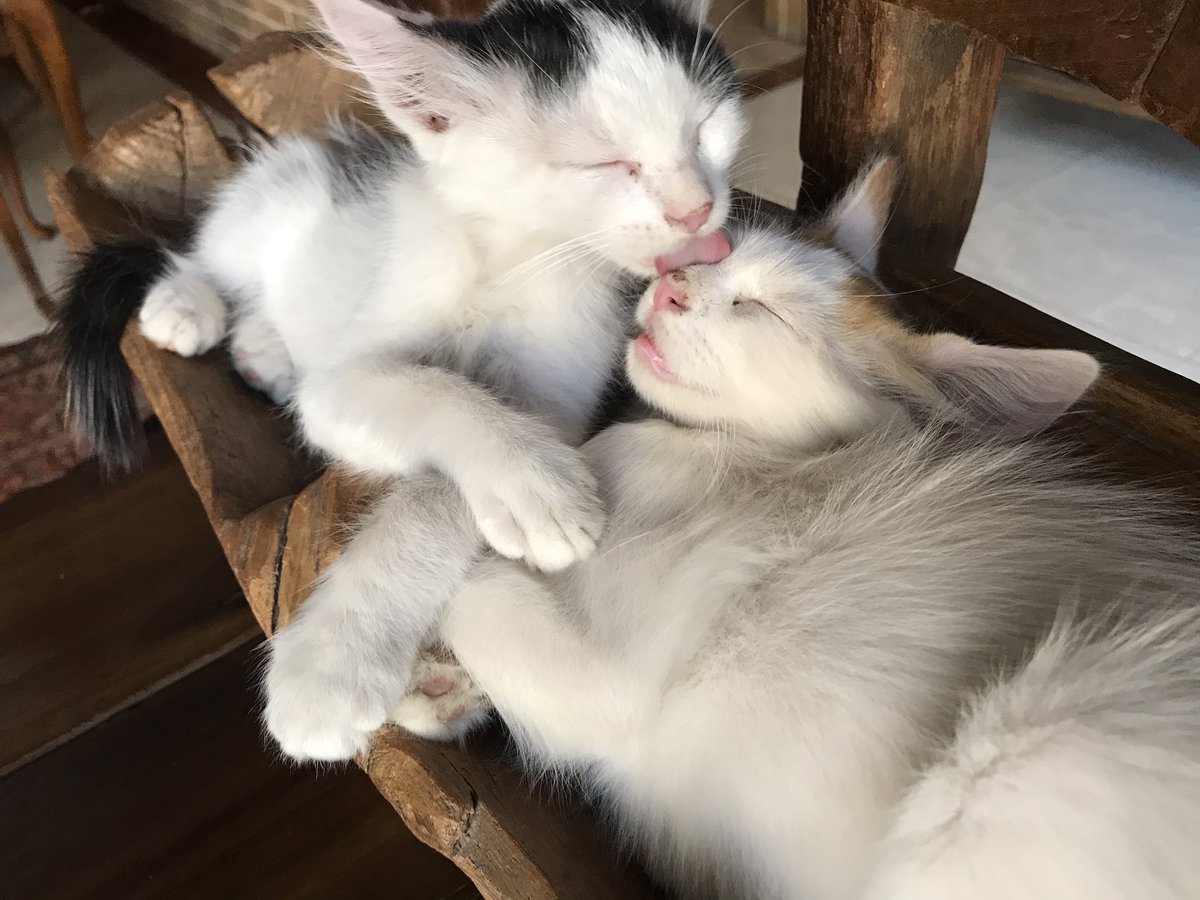 catstoadoptksa's tweet photo. https://t.co/pw8cdjaEvf