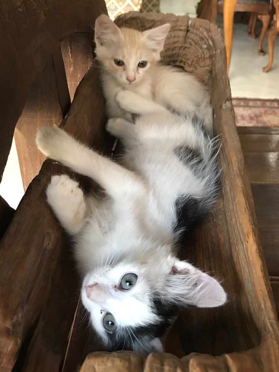 catstoadoptksa's tweet photo. https://t.co/ywWLg4MeNV